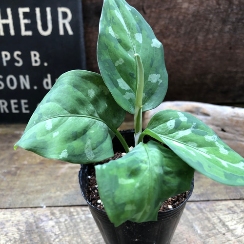 アグラオネマ ピクタム トリカラー♡迷彩柄♡観葉植物♡ アート