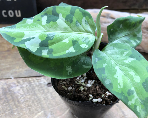 アグラオネマ ピクタム トリカラー♡迷彩柄♡観葉植物♡ アート