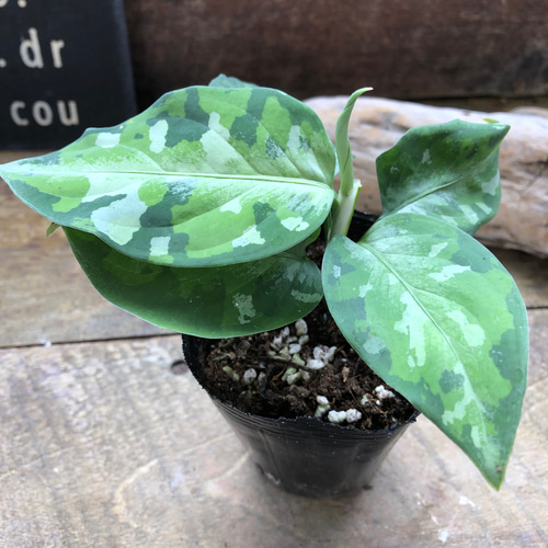 アグラオネマ ピクタム トリカラー♡迷彩柄♡観葉植物♡ アート