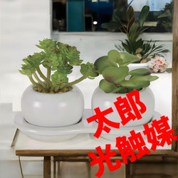 光触媒 人工観葉植物 ウォールグリーン フェイクグリーン ミモザと
