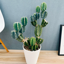 現品］42番 柱サボテン 鬼面角 3本立て 8号 観葉植物 多肉植物