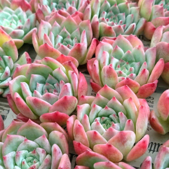   Arcadia 花柄　4枚セット27cm けいたん様リクエスト商品☆AKマリア3苗セット 多肉植物 chao.Garden