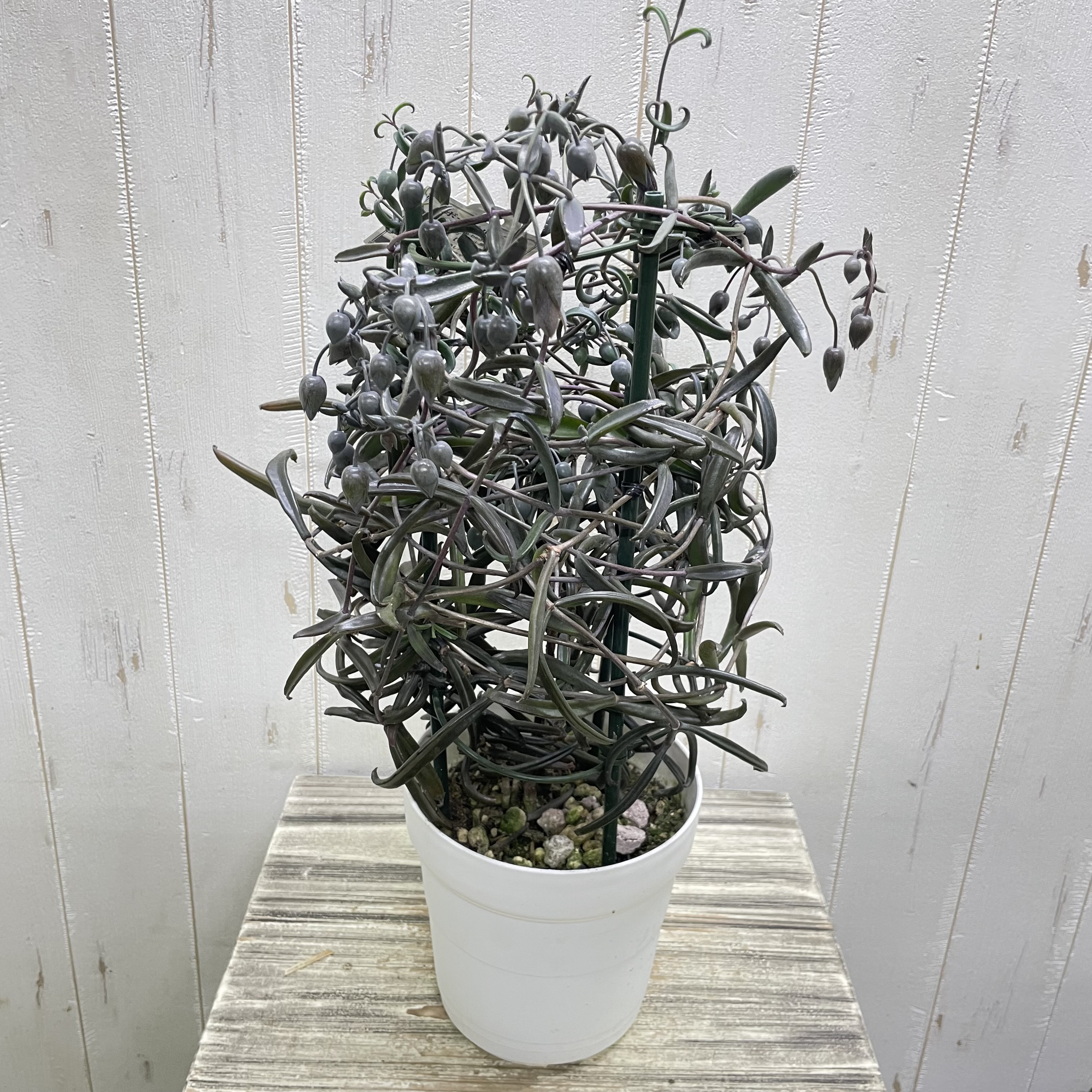 黒いプラスチックみたいな花｜不思議な質感のカランコエ・ボーベルディ（多肉植物）