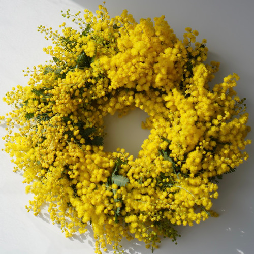 幸せミモザの春リース 30センチ フレッシュ〜セミドライ ミモザ