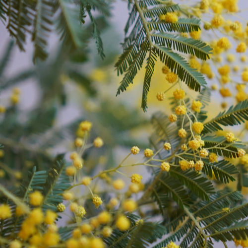 幸せミモザの春リース 30センチ フレッシュ〜セミドライ ミモザ