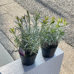 ダブルヘッド ユッカ ロストラータ アンティークテラコッタ その他