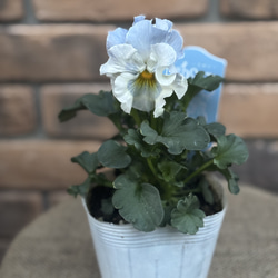 花苗＊ガーデンシクラメン「森の妖精」 その他素材 Comu＊Garden 通販