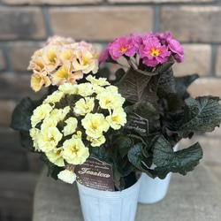 スキミア「マジック マルロー」6号 斑入りの葉 蕾がいっぱい 豪華 お