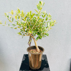 現品］【希少】ユッカ ロストラータ 実生 短葉 幹立 10号 観葉植物