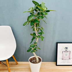 現品］【希少】セサモタムナス ブッセアヌス 観葉植物 レア ゴマ科