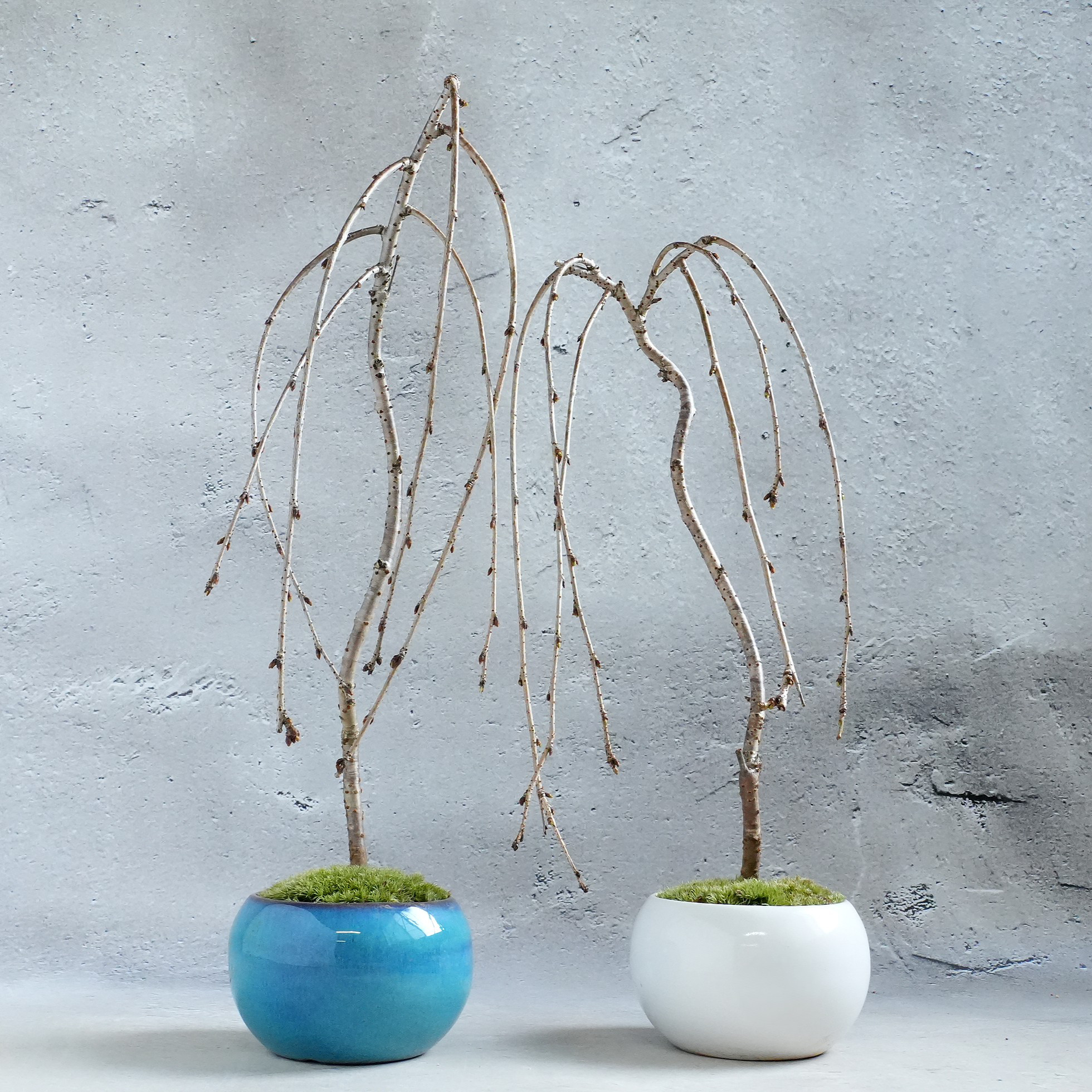 枝垂れ桜＊陶板プレゼント＊