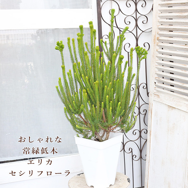 現品販売 常緑苗木 エリカ セシリフローラ 冬咲きエリカ 7号 高さ80cm 常緑低木 ホワイト グリーン 花 個性派