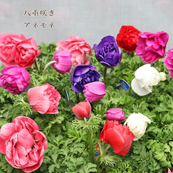 花苗 常緑樹 メラレウカ・ティーツリー トピアリー仕立て 4号ポット