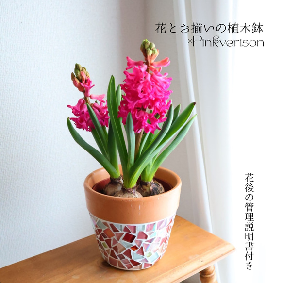 花が咲く瞬間を楽しめる 花色植木鉢 セット ヒヤシンス 春の訪れ 2月