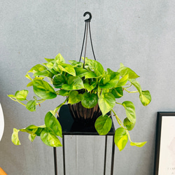 現品］26番 フィカス エラスティカ ソフィア 7号 観葉植物 室内 人気