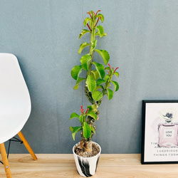 現品］【希少】5番 アモルフォファルス アトロビリディス 5号 観葉植物