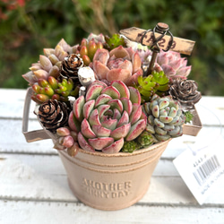 多肉植物 寄せ植えそのまま飾れる 白ポット取って付き おしゃれポット