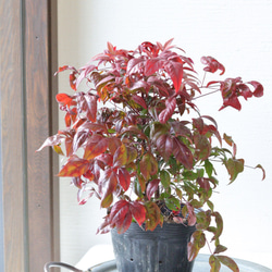 梅の盆栽【玉牡丹】-たまぼたん- ③ 多肉植物 トータルプランツ