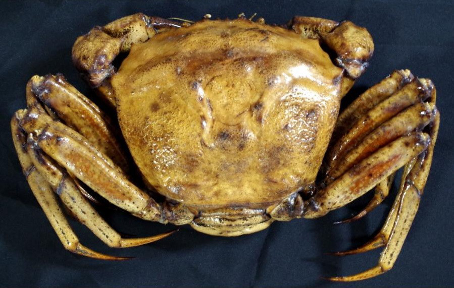 オオエンコウガニ　プラスティネーション標本
