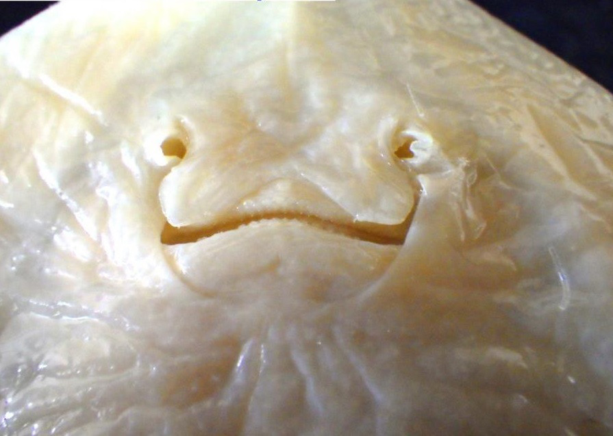 ドブカスベ　プラスティネーション標本