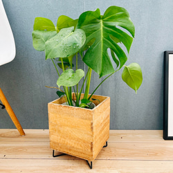 現品］33番 フィカス ウンベラータ 8号 観葉植物 室内 大型 ゴムの木