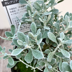 ユッカ グロリオサ＊バリエガータ＊斑入り＊ドライガーデン