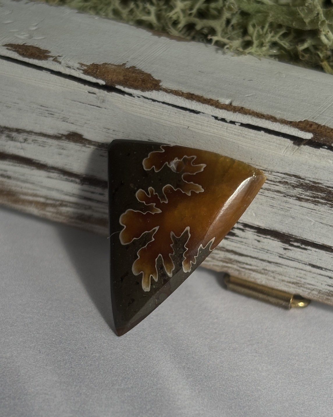 レア♢菊石♢白亜紀のアンモナイト/ クレオニセラス ハイグレード ルース 18 天然石 天然色