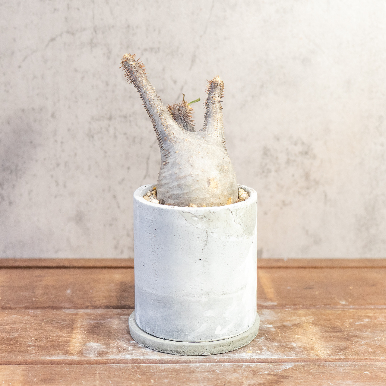 乾きやすい用土で健康に育てるパキポディウム・グラキリス。胴回り20cmでどこにでも飾れるミニサイズ｜送料全国一律850円