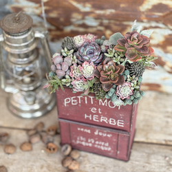 澄んだリース』寄せ植えセット 多肉植物 多肉寄せ植え 多肉植物 はっぺ