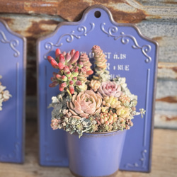 木漏れ日の鳥かご』寄せ植えセット 多肉植物 多肉寄せ植え 多肉植物 は