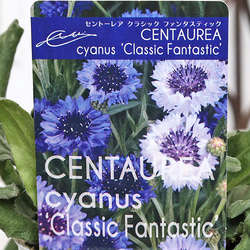 花苗 常緑樹 メラレウカ・ティーツリー トピアリー仕立て 4号ポット