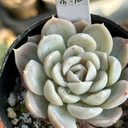 ドドランタリス＊多肉植物＊抜き苗 多肉植物 ＊N＊ 通販 18720542