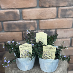 ⑩株まとめ買いSET❗️コルジリネ レッドスター 鉢 用土込大きなTYPE