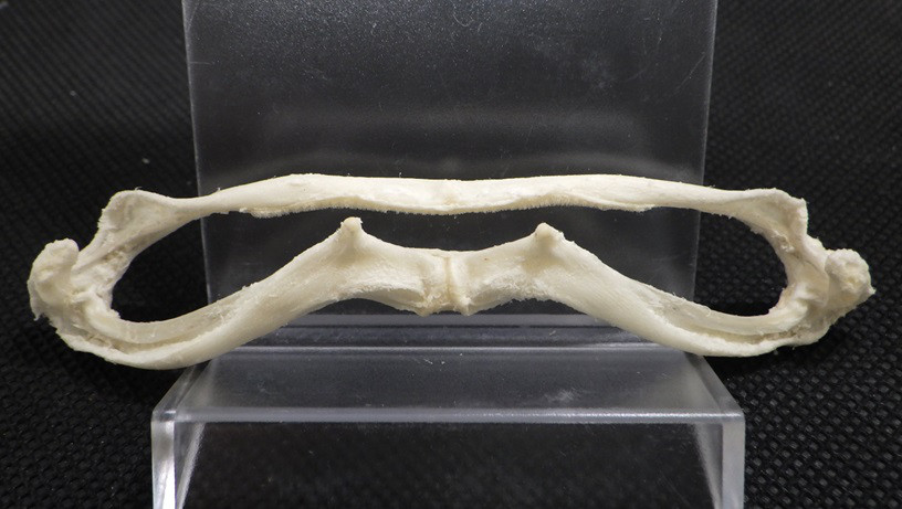 ツバクロエイ　Gymnura japonica　骨格標本