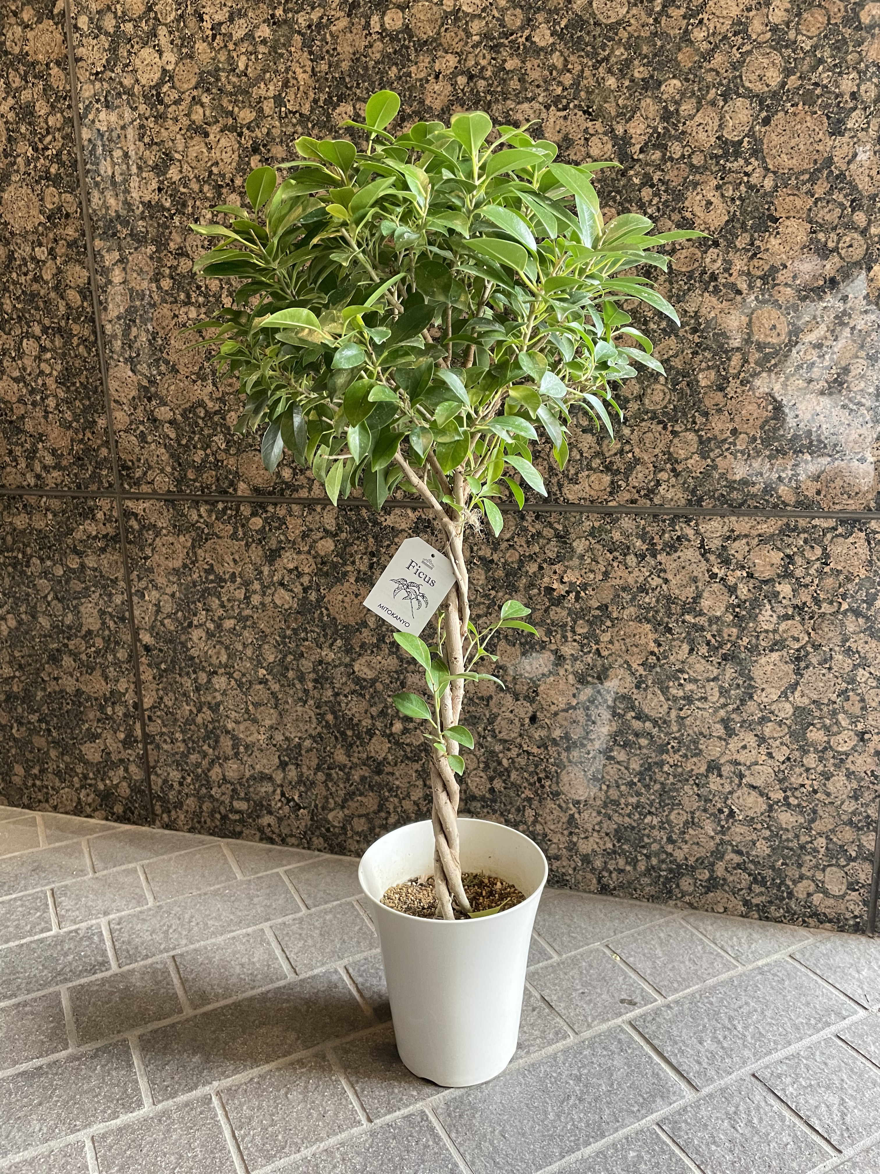 フィカス　ナナ