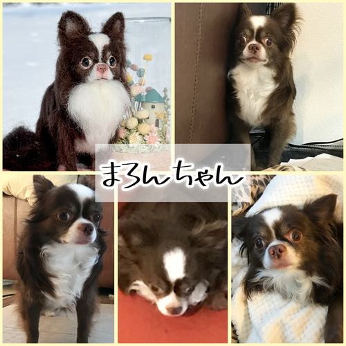 まろんちゃん専用】チワワ 羊毛フェルトオーダー犬 羊毛フェルトチワワ