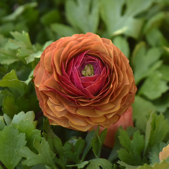 ウエタさん】ラナンキュラス「エトワール」 花苗 花 苗 ガーデニング