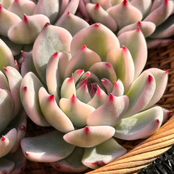 新入荷 多肉植物 エケベリア ピンク恋人 超美苗 レア種 多肉植物