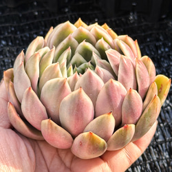 新入荷 大人気 多肉植物 エケベリ ムーンフェアリー錦 超美苗 レア種