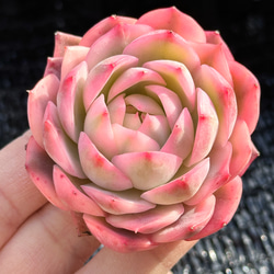 キャラリアン エケベリア 激レア高級多肉植物 超美苗 韓国苗 観葉植物