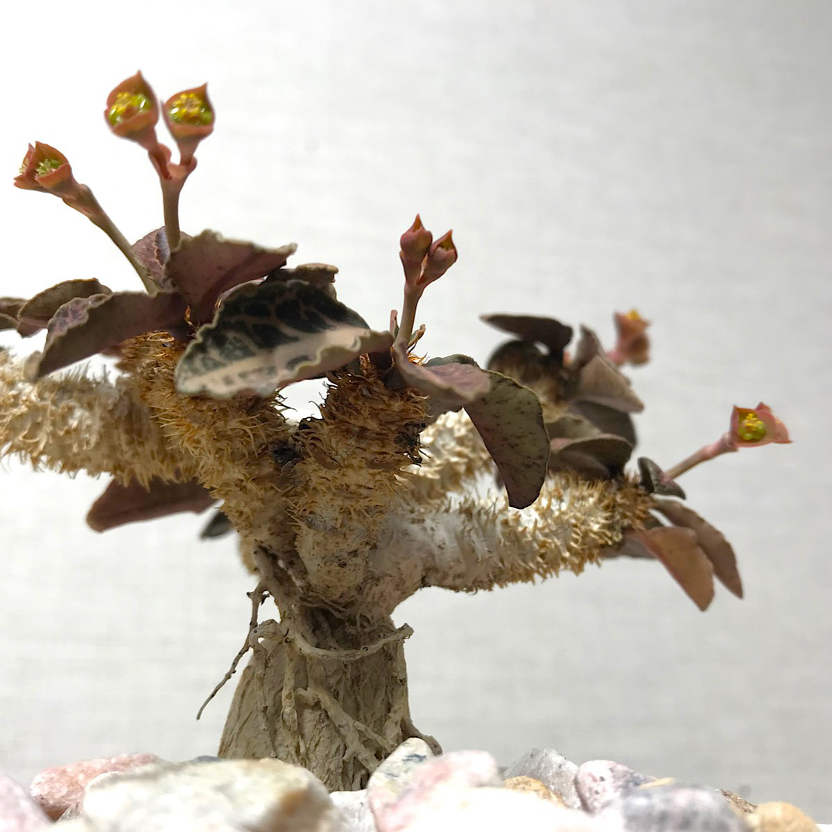 ユーフォルビア フランコイシー ＊ 塊根植物 多肉植物 珍奇植物