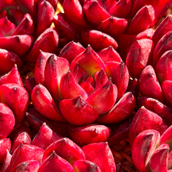 多肉植物 エケベリ ピーチスアンドクリーム錦 超美苗 レア種 多肉植物