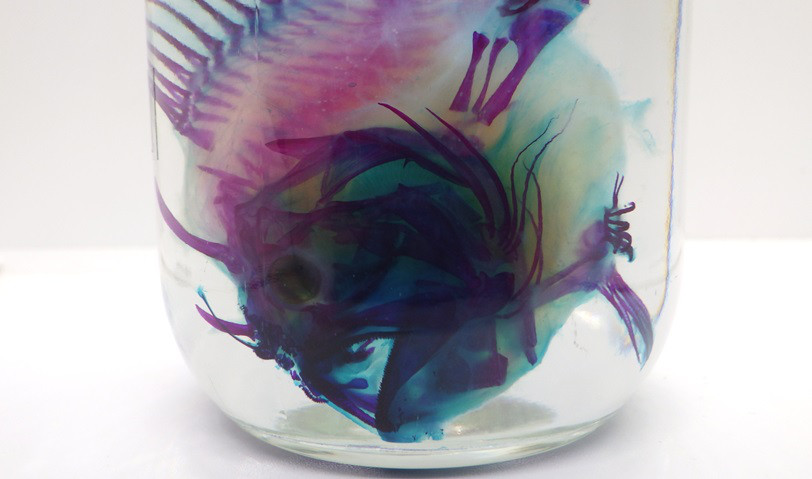 カエルアンコウ　透明標本