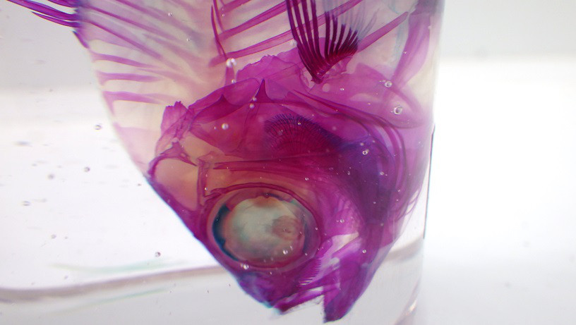 ユゴイ　透明標本