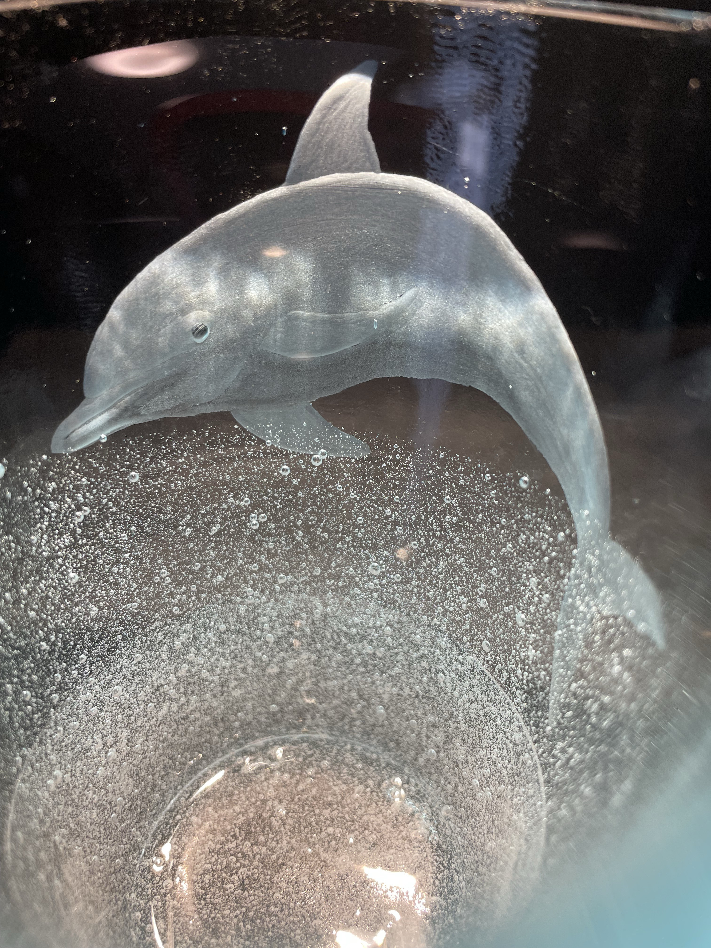 イルカ　グラス