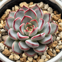 ☆淡雪 多肉植物 自家栽培 国産 多肉植物 美✴︎taniku 通販 13908300