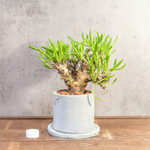万物想　チレコドン　レティキラーツス　冬型塊根植物 万物想 チレコドン・レティキュラーツス 塊根植物 コーデックス 乾き