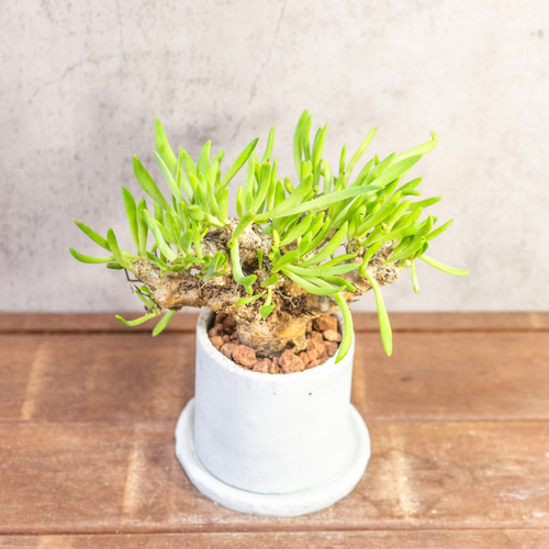 万物想 チレコドン・レティキュラーツス 塊根植物 コーデックス 乾き