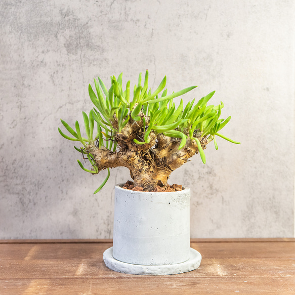 万物想 チレコドン・レティキュラーツス 塊根植物 コーデックス 乾き