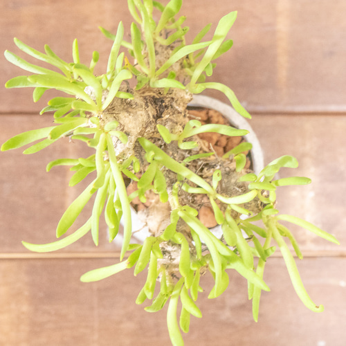 万物想 チレコドン・レティキュラーツス 塊根植物 コーデックス 乾き